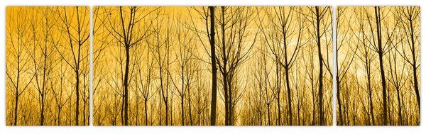 Obraz - Plantáž stromů (170x50 cm)