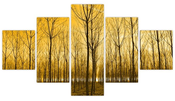 Obraz - Plantáž stromů (125x70 cm)