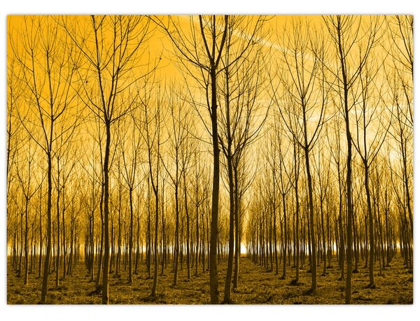 Obraz - Plantáž stromů (70x50 cm)