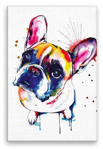 Obraz na plátně - Francouzský buldoček v barvách - 40x60 cm