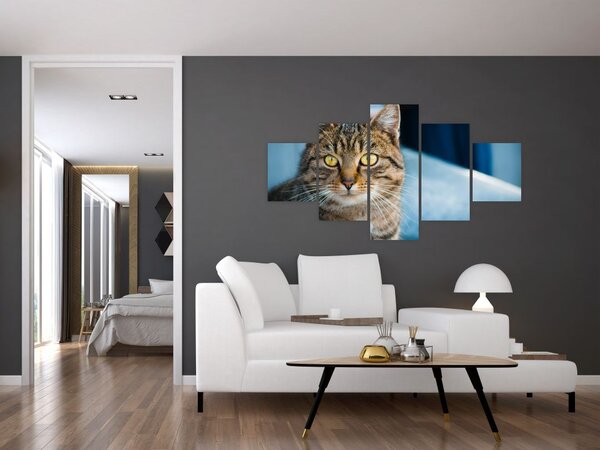 Obraz - Kočka domácí (125x70 cm)