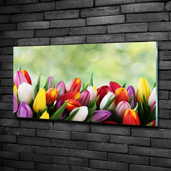 Foto-obraz fotografie na skle Barevné tulipány osh-69344290