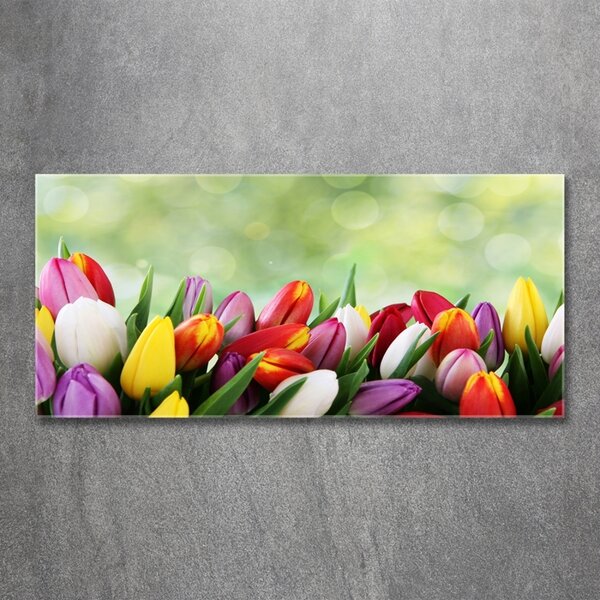 Foto-obraz fotografie na skle Barevné tulipány osh-69344290