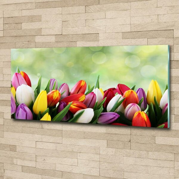 Foto-obraz fotografie na skle Barevné tulipány osh-69344290