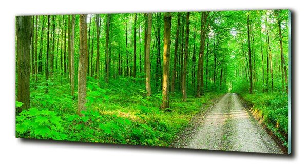 Foto obraz skleněný horizontální Stromy v lese osh-69570264