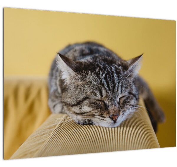Skleněný obraz kočky na pohovce (70x50 cm)