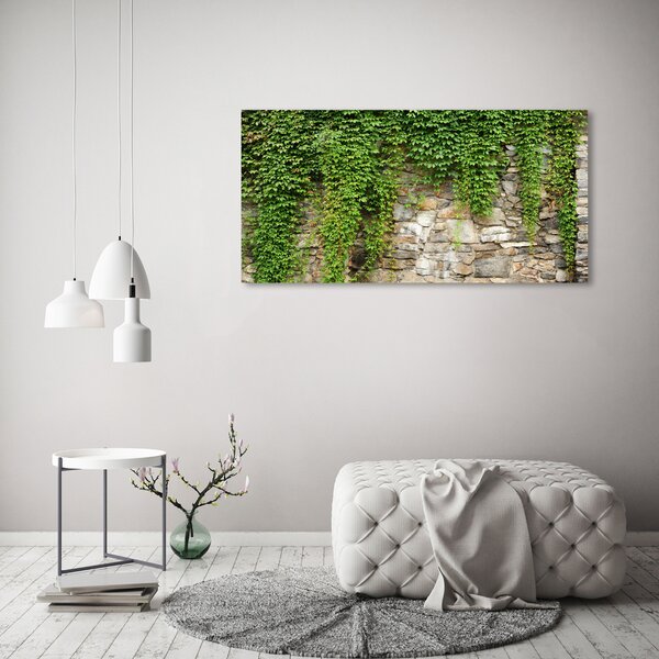 Foto obraz sklo tvrzené Zelený břečťan osh-71552846