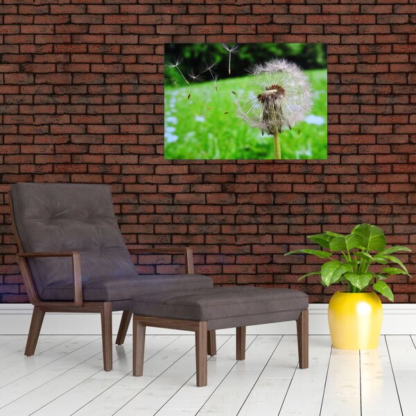 Obraz pampelišky (70x50 cm)