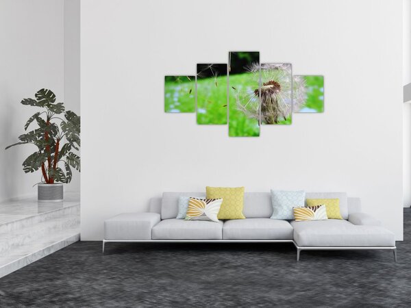 Obraz pampelišky (125x70 cm)