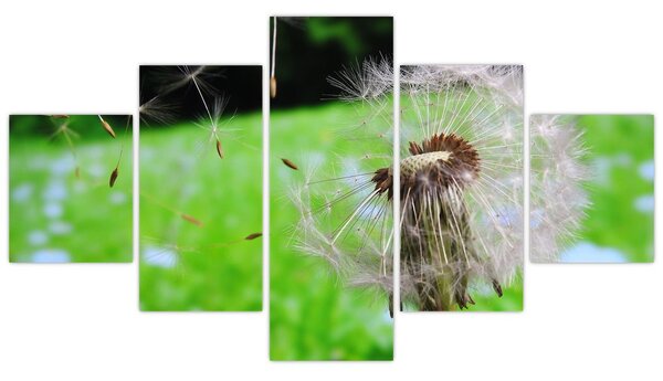 Obraz pampelišky (125x70 cm)