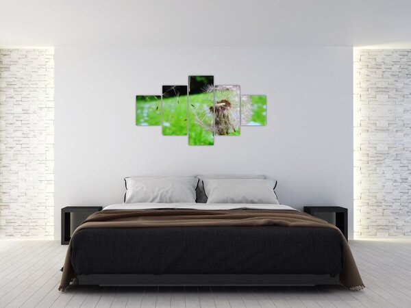 Obraz pampelišky (125x70 cm)