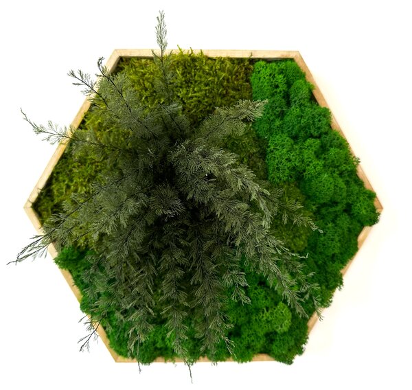 Hexagon Lisa Velikost rámu: 21cm v nejširším bodě