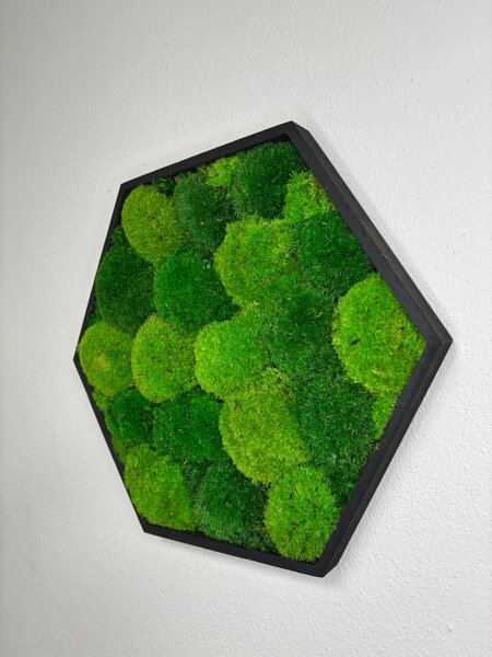 Mechový hexagon Tom Velikost rámu: 21cm v nejširším bodě