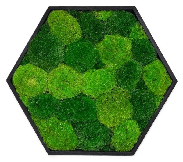 Mechový hexagon Tom Velikost rámu: 21cm v nejširším bodě