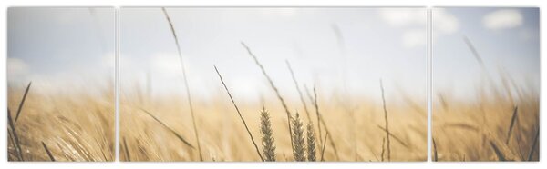 Obraz obilí (170x50 cm)