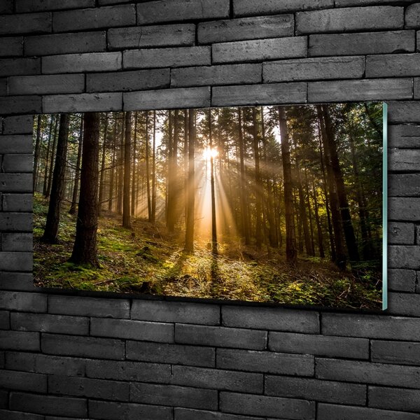 Foto obraz fotografie na skle Sluneční světlo osh-72706491