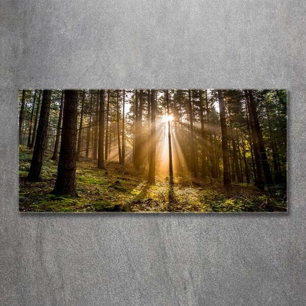 Foto obraz fotografie na skle Sluneční světlo osh-72706491