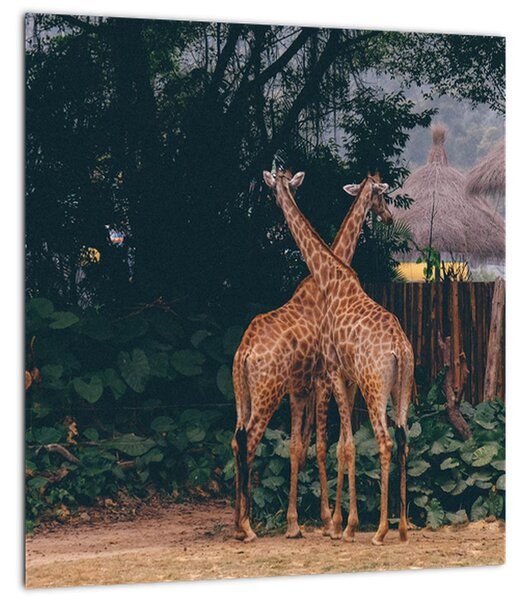 Obraz dvou žiraf (30x30 cm)