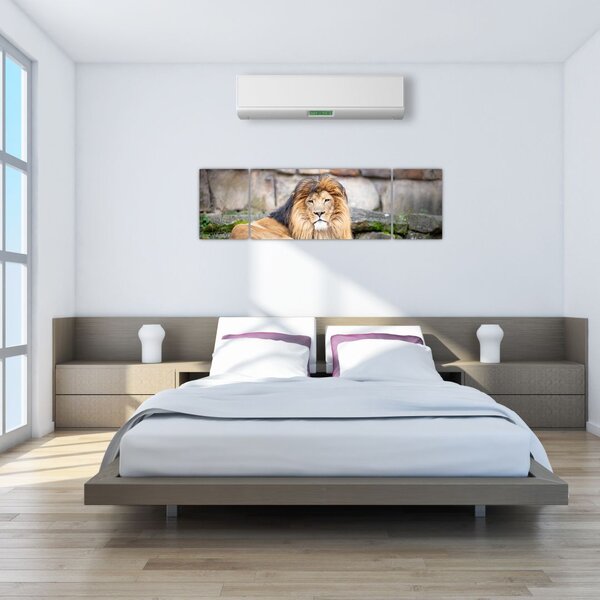 Obraz lva (170x50 cm)