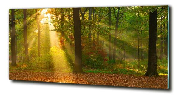 Fotoobraz na skle Les slunce osh-75879040