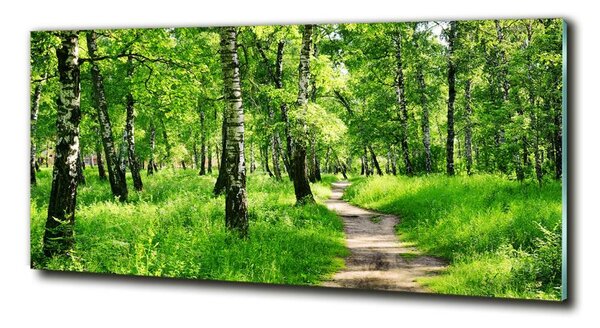 Foto obraz fotografie na skle Břízový les osh-78692232