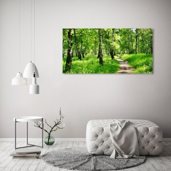 Foto obraz fotografie na skle Břízový les osh-78692232