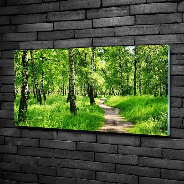 Foto obraz fotografie na skle Břízový les osh-78692232