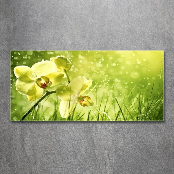 Foto obraz skleněný horizontální Orchidej osh-79420642