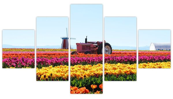 Obraz tulipánové farmy (125x70 cm)