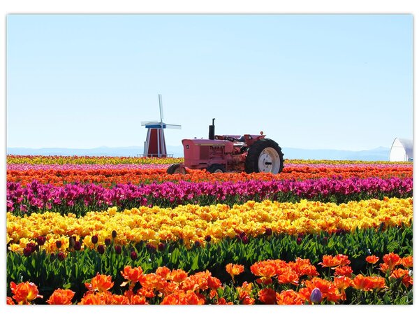 Obraz tulipánové farmy (70x50 cm)