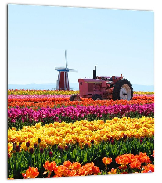 Obraz tulipánové farmy (30x30 cm)