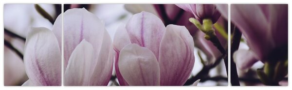 Obraz - Magnolie (170x50 cm)