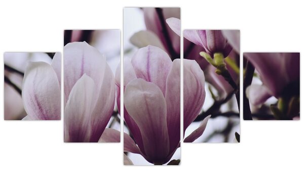 Obraz - Magnolie (125x70 cm)