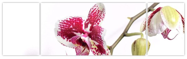 Obraz květu orchideje (170x50 cm)