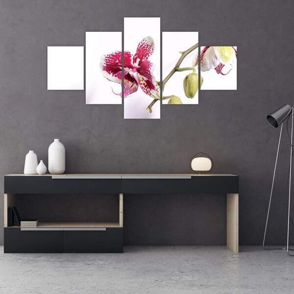 Obraz květu orchideje (125x70 cm)