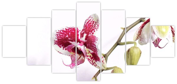 Obraz květu orchideje (210x100 cm)