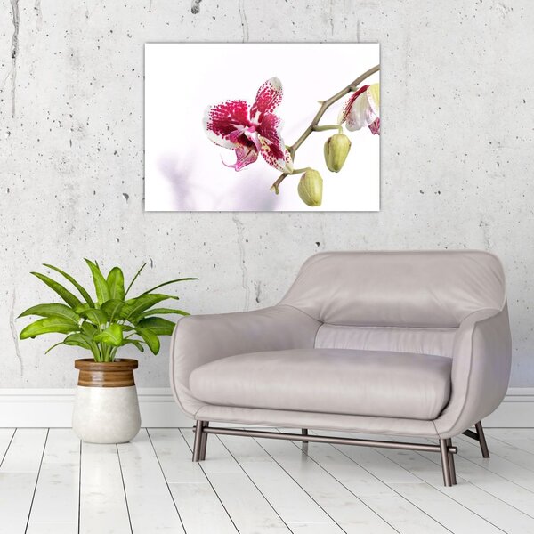 Obraz květu orchideje (70x50 cm)