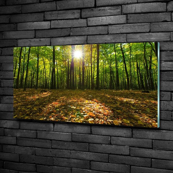 Foto obraz fotografie na skle Les osh-80221074