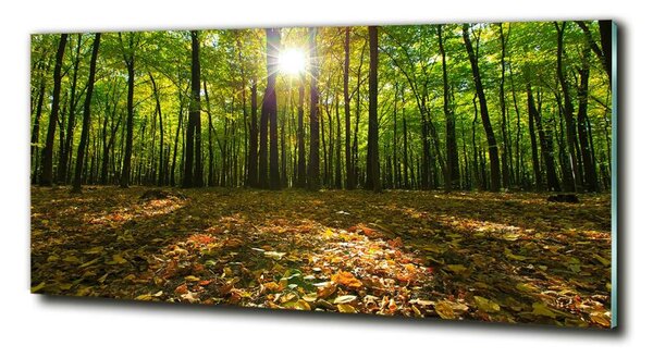 Foto obraz fotografie na skle Les osh-80221074
