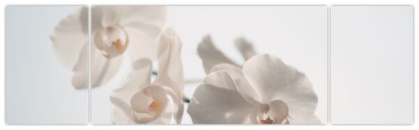 Obraz bílé orchideje (170x50 cm)