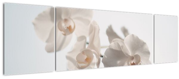 Obraz bílé orchideje (170x50 cm)