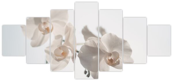 Obraz bílé orchideje (210x100 cm)
