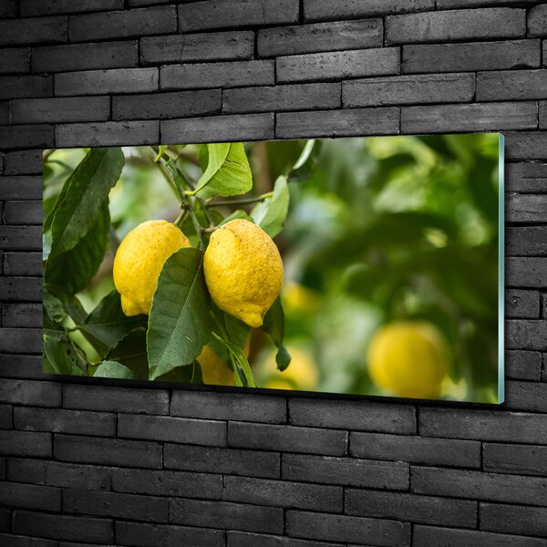 Foto obraz skleněný horizontální Citrony na stromě osh-80843787