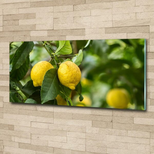 Foto obraz skleněný horizontální Citrony na stromě osh-80843787