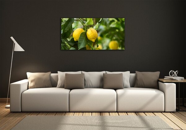 Foto obraz skleněný horizontální Citrony na stromě osh-80843787