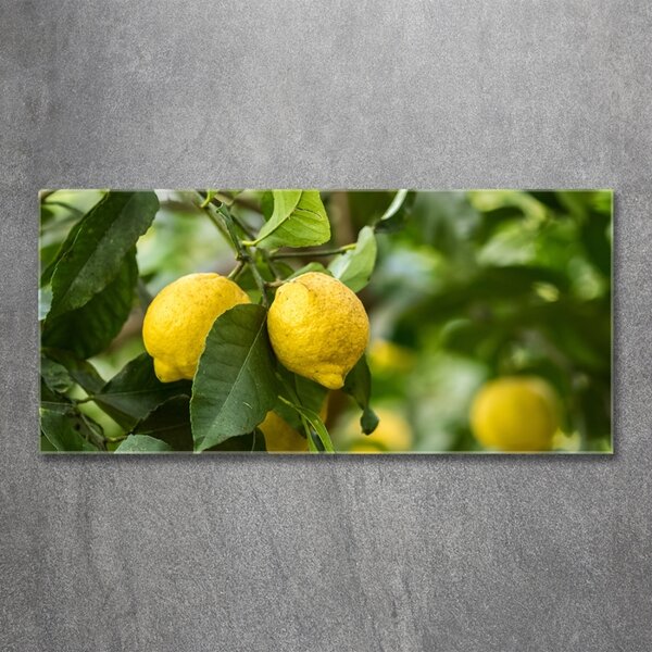 Foto obraz skleněný horizontální Citrony na stromě osh-80843787