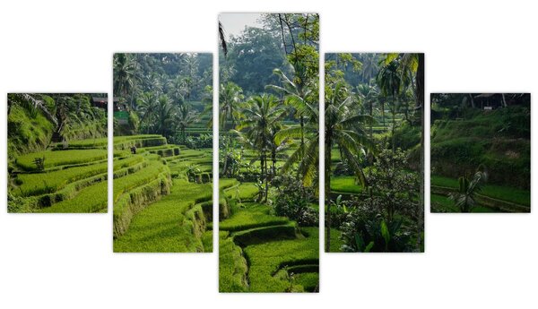 Obraz rýžových teras Tegalalang, Bali (125x70 cm)
