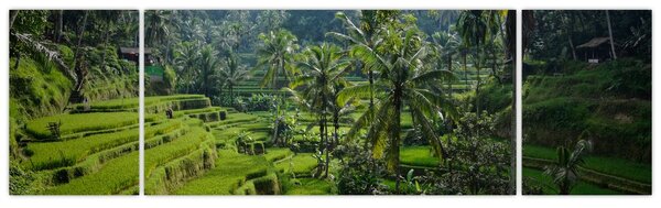 Obraz rýžových teras Tegalalang, Bali (170x50 cm)