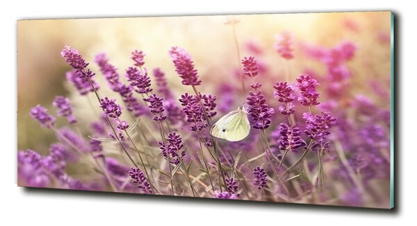 Fotoobraz na skle Levandule osh-81033568