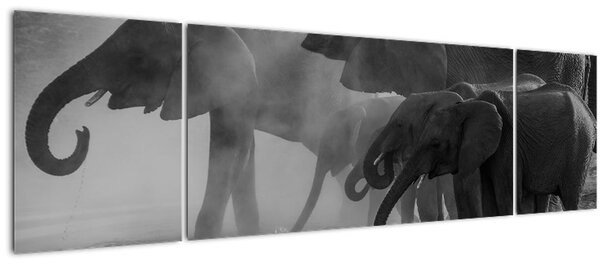 Obraz slonů - černobílý (170x50 cm)